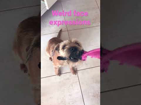 Vidéo: Border Terrier