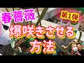 第一弾‼️【春バラ】爆咲きさせる方法🌹2月中に行って下さい😊🐻