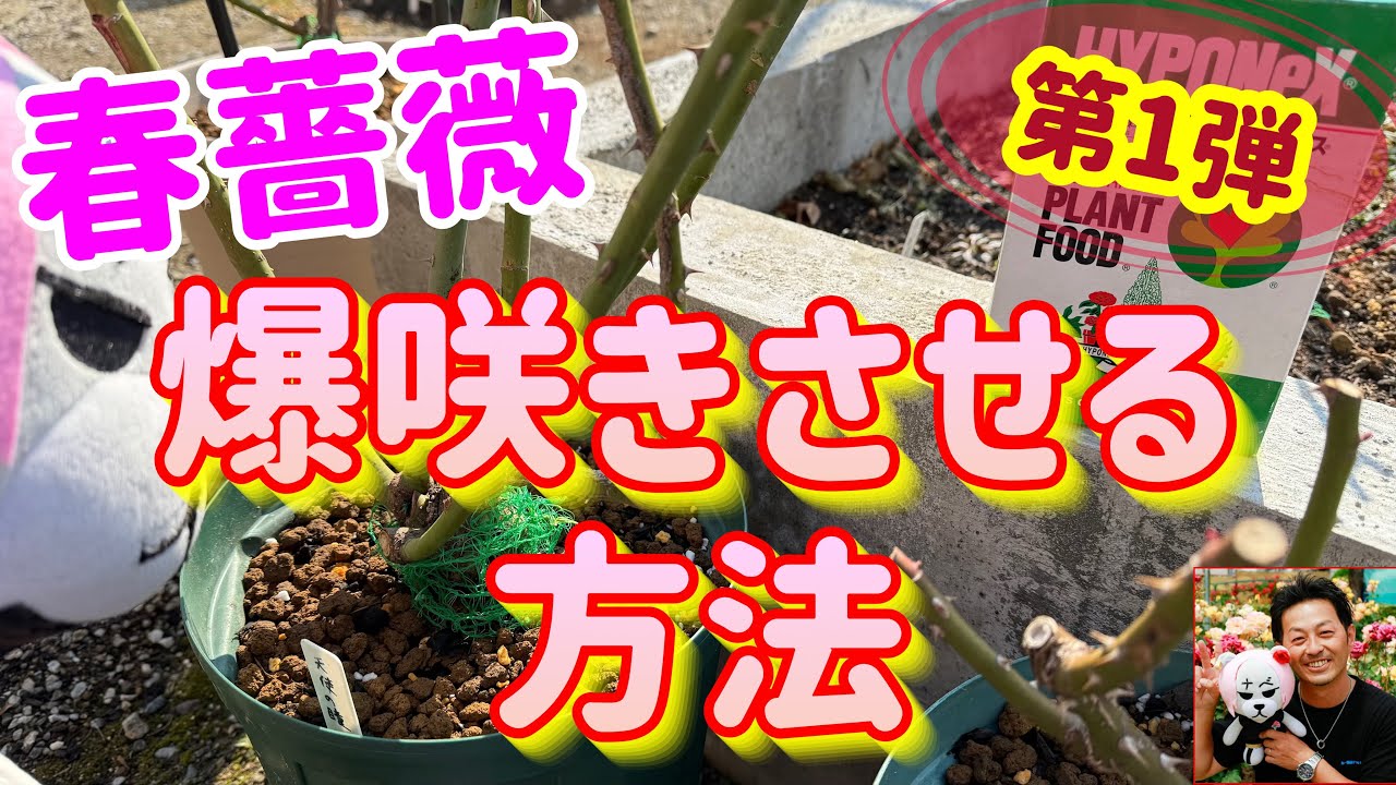 第一弾‼️【春バラ】爆咲きさせる方法🌹2月中に行って下さい😊🐻