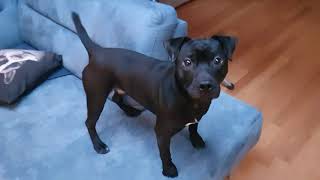 Patterdale Terrier Vs. Cat Toy Showoff. Bsl Estacado Fell Terriers Balls To The Wall