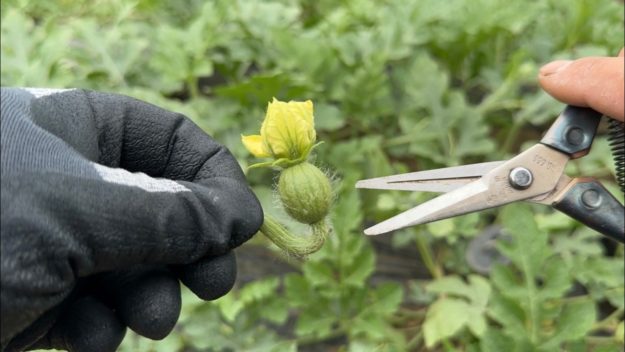 【スイカ栽培】スイカの芽かきと授粉の方法（孫づる摘心〜受粉作業〜裏ワザと育て方のコツ）25/6/11