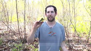 Montague Plains Wildlife Management Area | Connecting Point | May 31, 2017