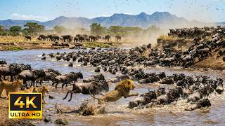 4K African Wildlife: The Super Beautiful Moment Migration of Wildebeest, Zebra With Real Sounds 4K
