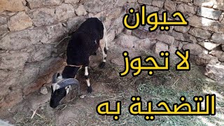 هناك حيوان لا تجوز التضحية به