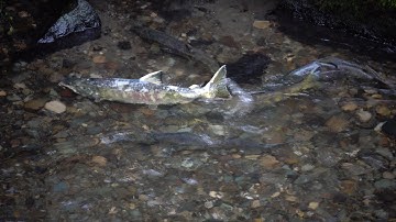 Salmon Run in Carkeek Park, Seattle, November 2022
