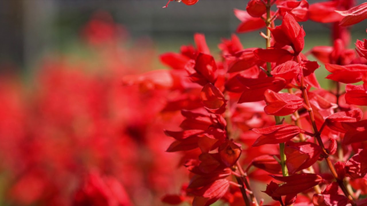 1.サルビアの花 (早川義夫) / 井上良博 (歌＆ギター 2005.10 伊香保