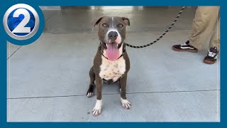 Playful, energetic Cassanova needs a new family
This weeks Wags and Whiskers star is a pup named Cassanova!
Hawaii News, Hawaii Weather, Hawaii Sports
See more of the team that is Working for Hawaii on our website: https://www.khon2.com
Stay informed about Hawaii news, weather, sports and entertainment, subscribe to the KHON2 YouTube channel: https://www.youtube.com/user/KHONNewsHawaii?sub_confirmation=1
Check out our morning news podcast: https://khon2.com/khon-2go
Sign up to receive the latest Hawaii news in your inbox: https://nxslink.khon2.com/join/6sd/signup
Stay informed about Hawaii news, weather, sports, and entertainment! Follow KHON2 on our social channels:
https://www.youtube.com/user/KHONNewsHawaii/
https://www.facebook.com/khon2news
https://twitter.com/KHONnews
https://www.instagram.com/khonnews/ Playful, energetic Cassanova needs a new family