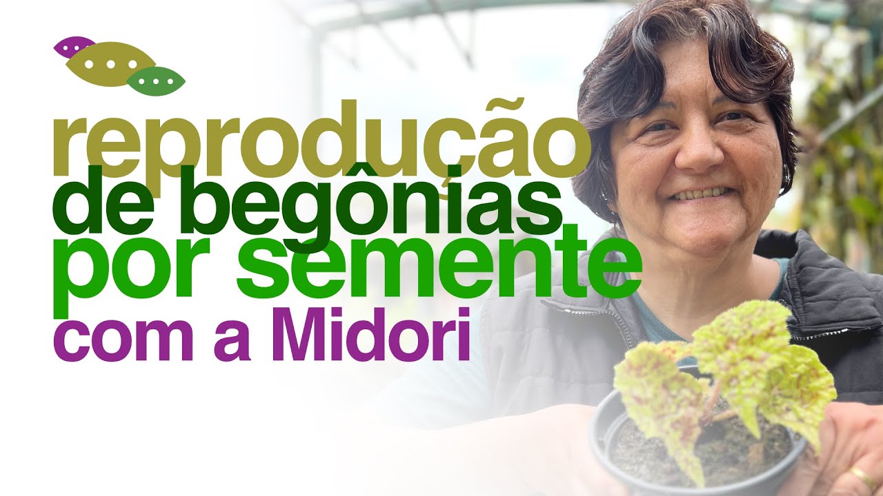 DICAS de Reprodução de Begonia por Semente com a Midori | Invasão Plantóide  - thptnganamst.edu.vn