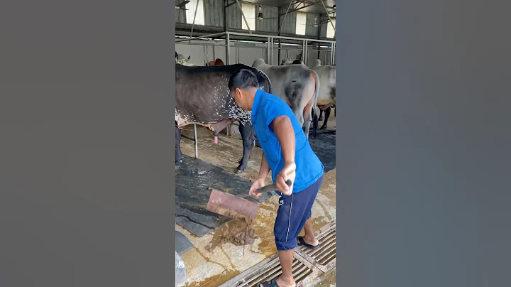 The shepherd cleans the cow dung very neatly with a shovel#bulls #cowdung #cattlefarm #vairalshort