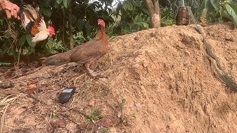 Bẫy gà rừng mới nhất 2025 bổi chuối cực đẹp #thanhgarung48 #chicken