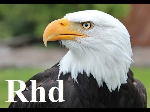 Eagle, Falcon, Owl - Birds Of Prey,  Nature 2018 HD Documentary.