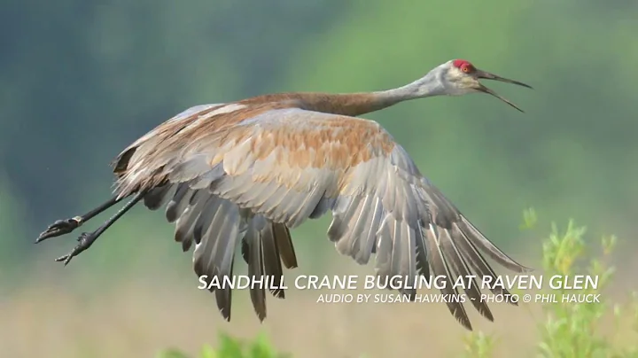 Sandhill Crane Bugling