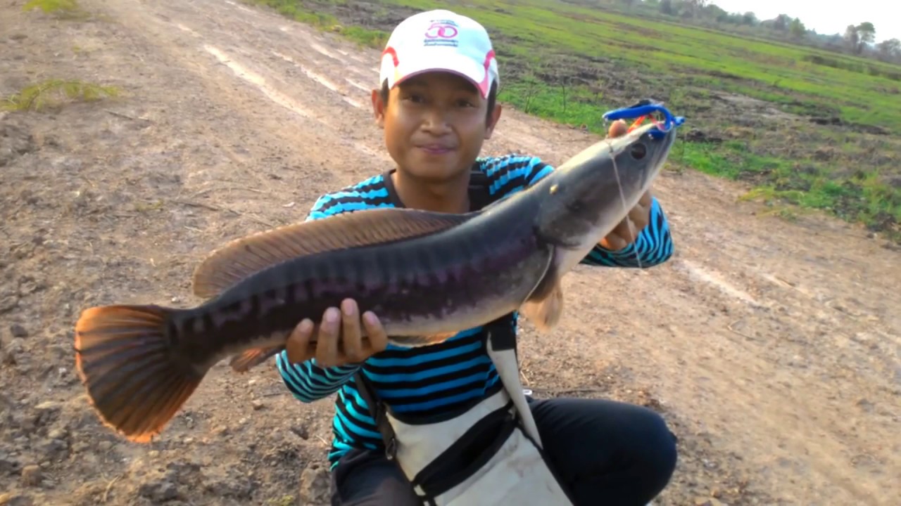 Mancing Ikan Toman Di Sambar Depan Mata