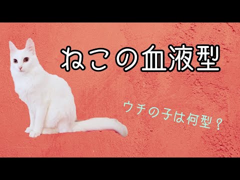 猫の血液型ガイド～猫には何型があるの？