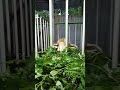 kegiatan di kandang kambing,,hbs dikombor dikasih rumput biar kenyang
