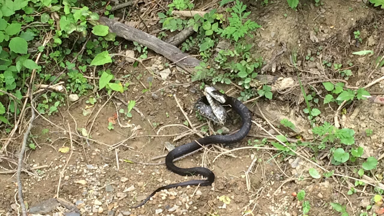 lots of snakes on trail lots of snakes on trail