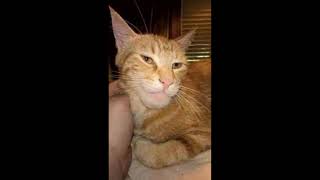 Shitpost Efektleri Ve Sadece 1 Foto Içeren  Resimi