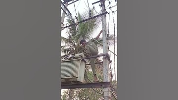 line work! line fault! #hescom #kptcl #electrical #transformers #keb #voltage