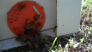 European wasp (Vespula germanica) hanging around a nucleus hive - Autumn 2017