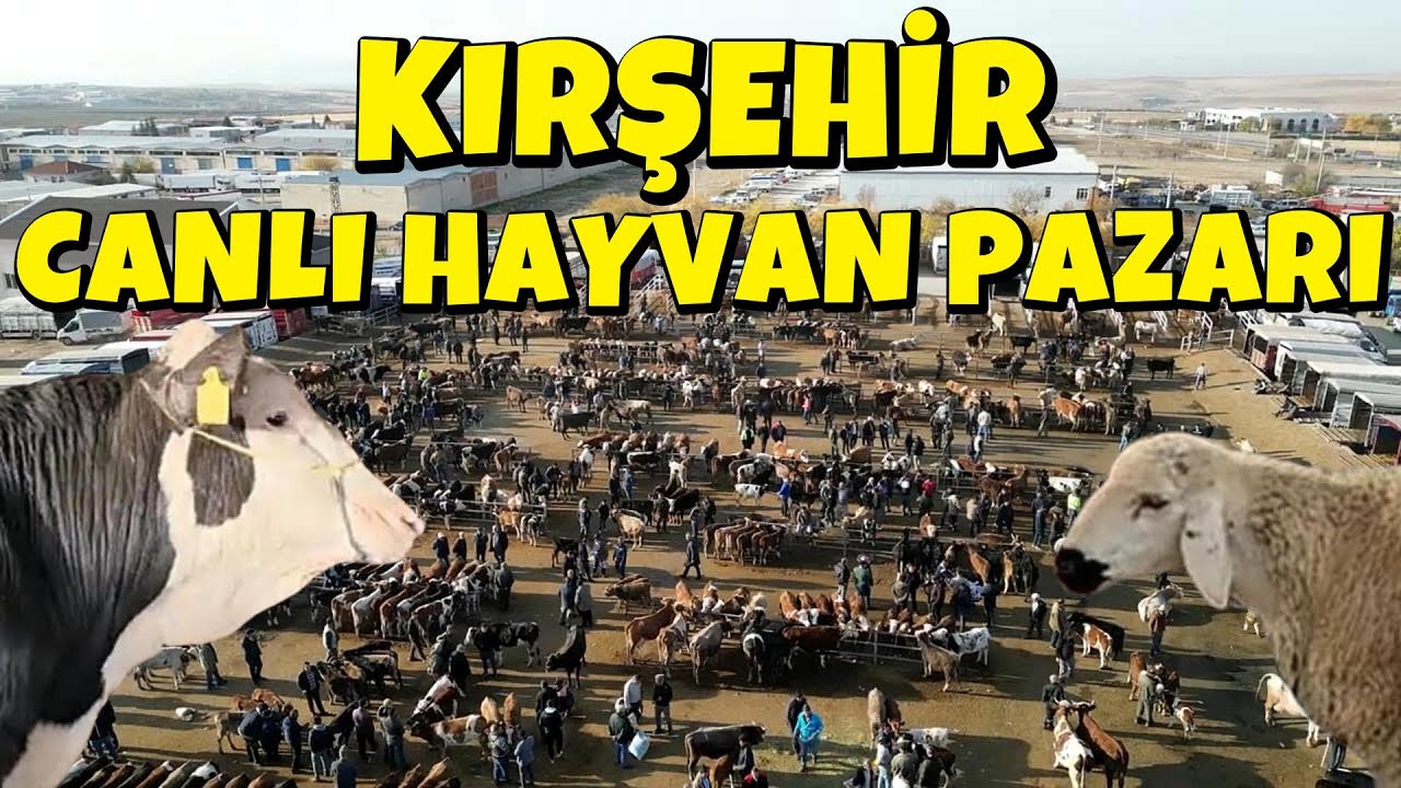 BÜYÜK BİR İNSAN KALABALIĞINA SAHİP KIRŞEHİR CANLI HAYVAN PAZARI, 23 KASIM 2025