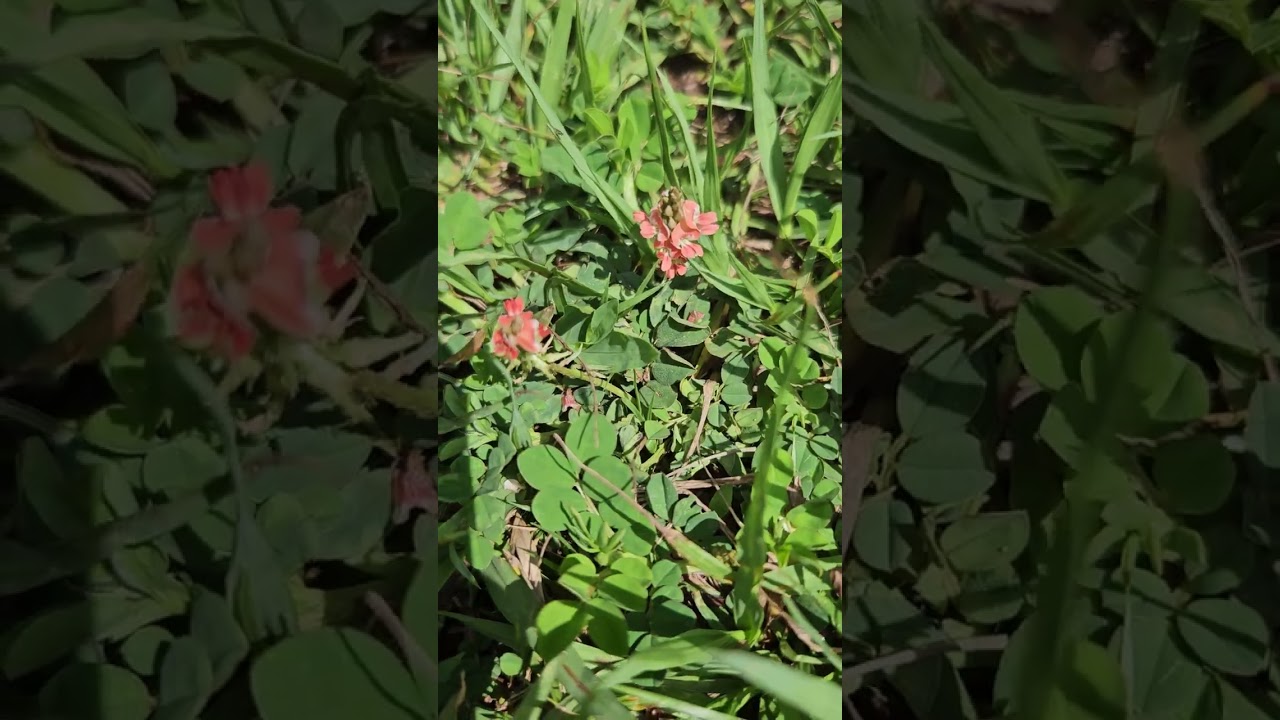Creeping Indigo flower ID. Horse toxin