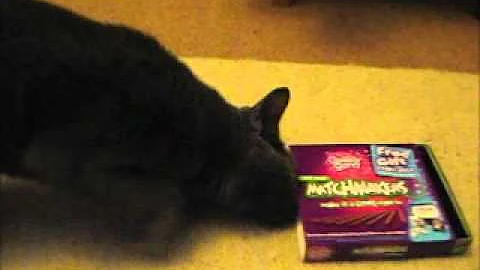 Watch the video about All I want for Christmas - Russian Blue Cat loves the smell of mint chocolate