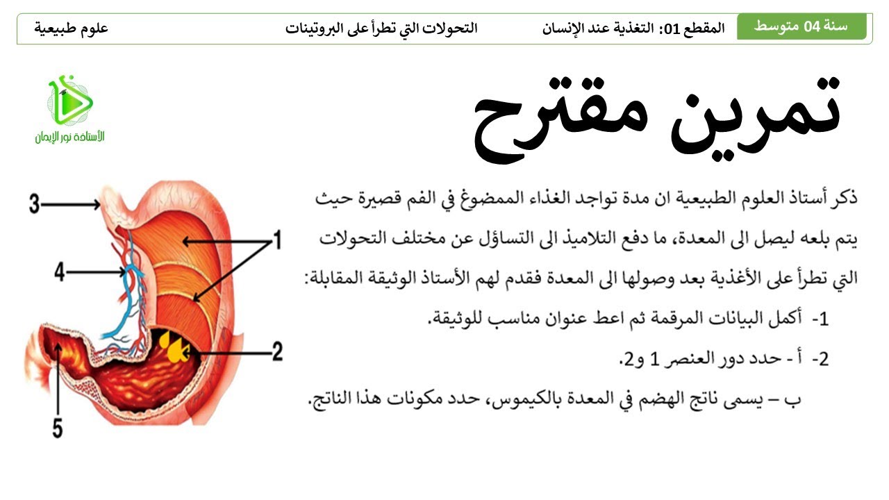 تمرين الإسترجاع المهيكل للمعارف حول المعدة وهضم البروتينات علوم طبيعية سنة 04 متوسط