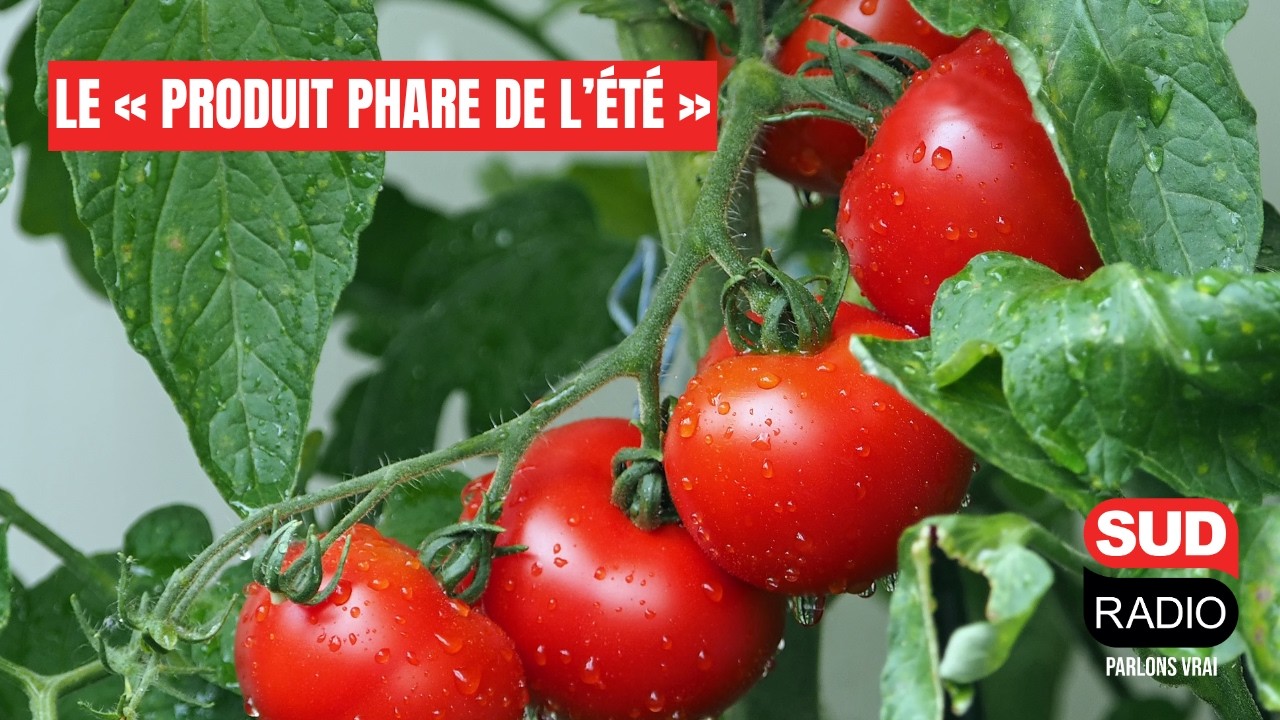 La tomate : « Le produit phare de l’été » pour le chef David Gallienne