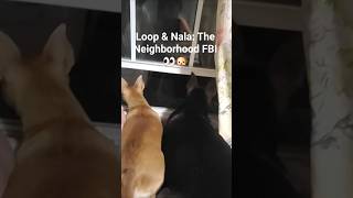 Loop & Nala: The Neighborhood FBI 👀🐶