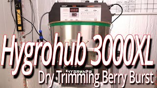 Trimming Berry Burst Flowers With The Hygrohub 3000XL Trimmer