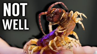 Has Coyote Peterson KILLED This Centipede?