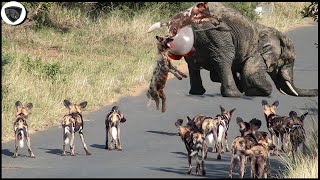 Mother Elephant Was Unable To Save Her Baby From Overcrowded And Bloodthirsty Pack Of Wild Dogs