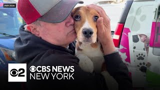 Wisconsin dog breeding facility shut down after 1,500 beagles sent to shelters