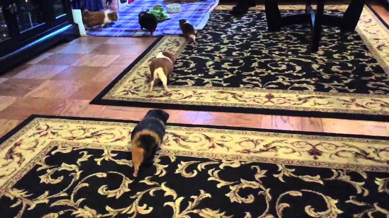 Guinea pigs jumping the lava YouTube