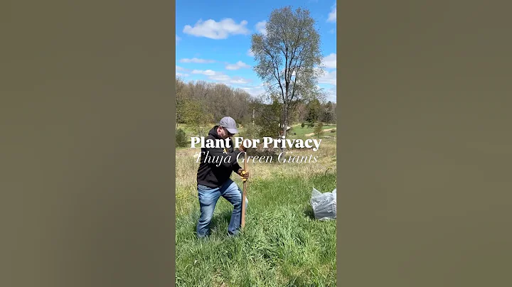 Planting Thuja Green Giant Privacy Fence 🌲 #landscaping #evergreentree #planting