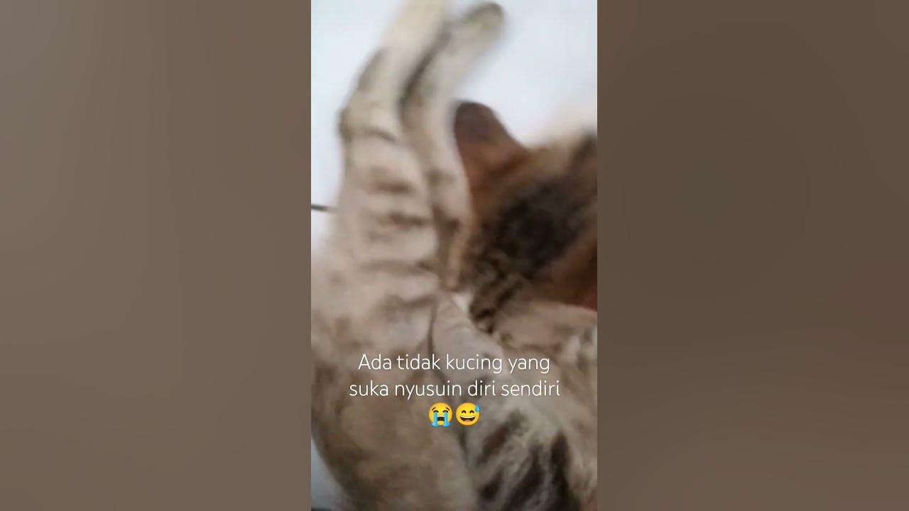 Nyusuin diri sendiri #ukulele #song #cat #anakkucinggemes #anakkucinglucuimutgemesin #kucinglucu Nyusuin diri sendiri #ukulele #song #cat #anakkucinggemes #anakkucinglucuimutgemesin #kucinglucu