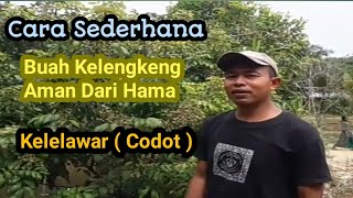 cara SIMPEL, KLENGKENG biar AMAN dari KLELAWAR ( codot )