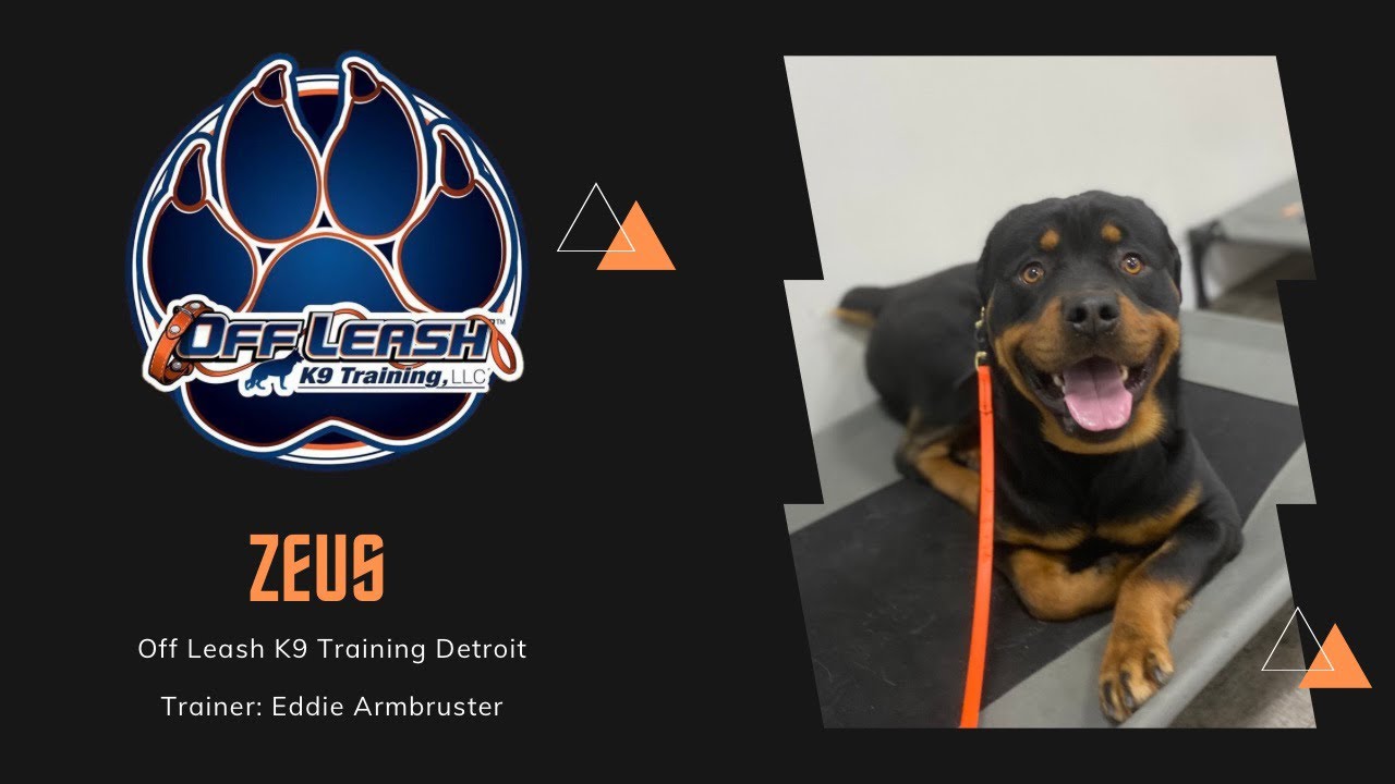 Rottweiler “Zeus” Levels Up | Trainer Eddie Armbruster - YouTube