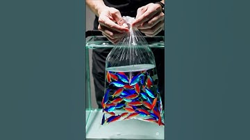 Cách thả cá vào bể thủy sinh cơ bản