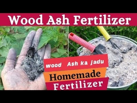 Ash Rakh Wood Ash | lakdi ki rakh ka jaduuu 👈🏻🌺🌹🌸 #organicfertilizer #nature # ...