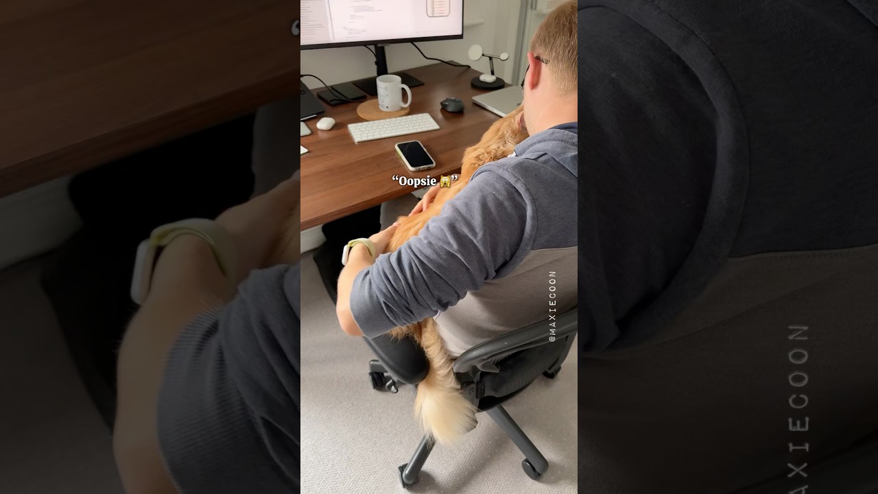 🔊How to Get Away With Cheating 👀 Cat Edition 😸 Foxie 🧡 