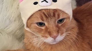 Urban Outfitters Is Selling Caps For Your Cat And It's Cuteness Overload