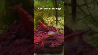 Berried Shrimp #neocaridina #nature #memes #cherryshrimp
