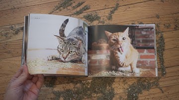 Cats on Catnip Hype Video