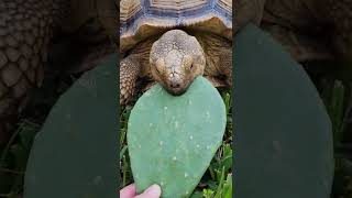 Benji eats a prickly pear cactus  #ASMR