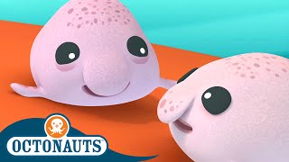 Octonauts - Blobfish Brothers and The Beluga Whales | Cartoons for Kids | Underwater Sea Education