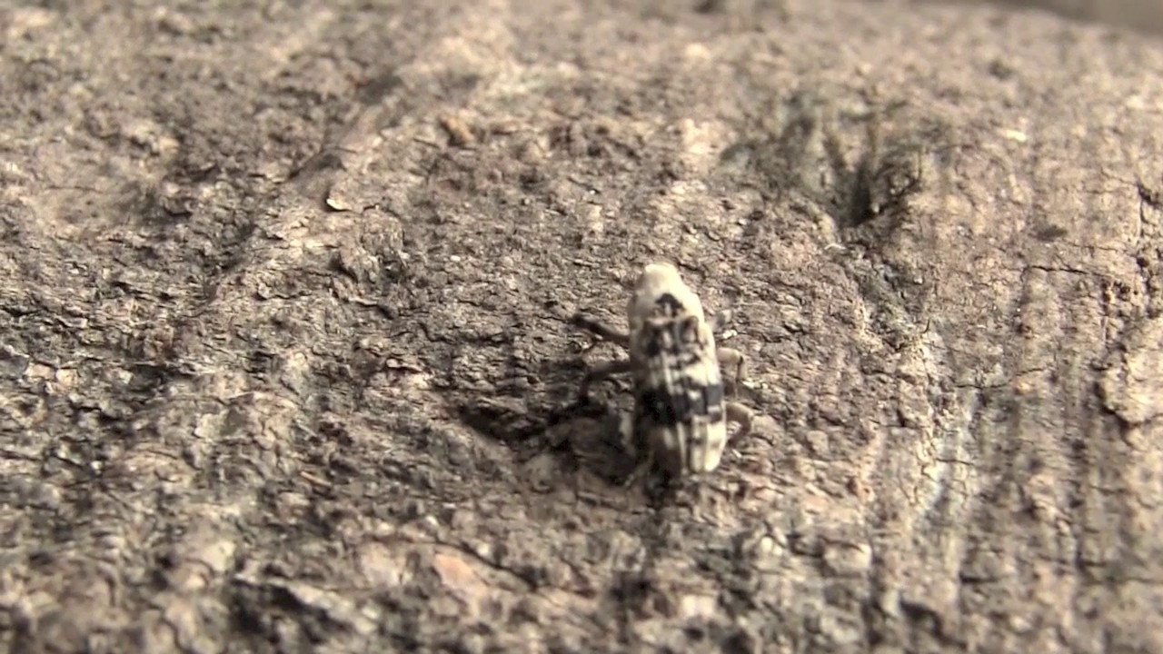アシナガオニゾウムシ/Gasterocercus longipes 13_170607吾野