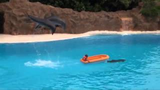 Wonderful Show - Amazing Dolphins!! - [HD]