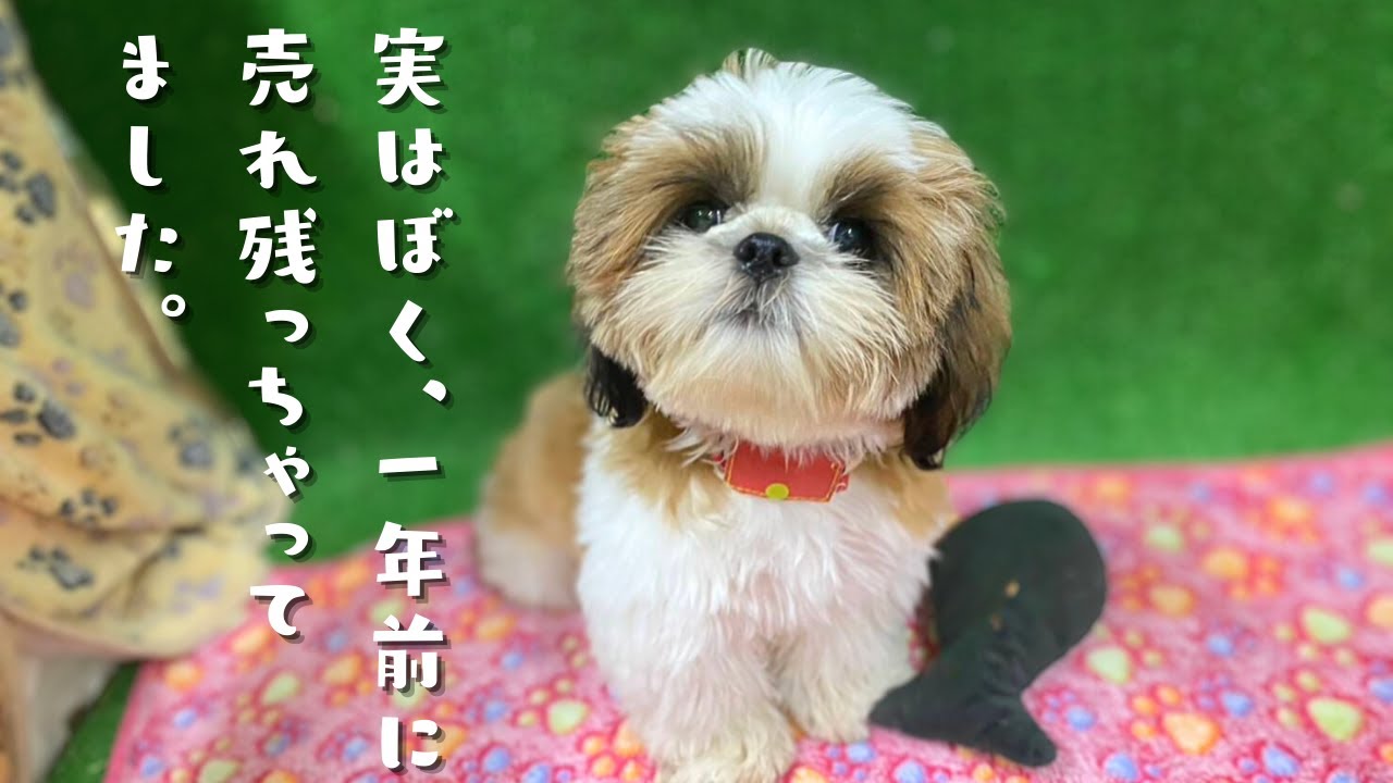 Shih Tzu] It's been a year since my unsold puppy came to live with