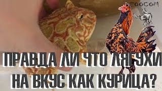 Еще о рогатках. И правда ли то, что лягушки на вкус как курица? Еще о рогатках. И правда ли то, что лягушки на вкус как курица?